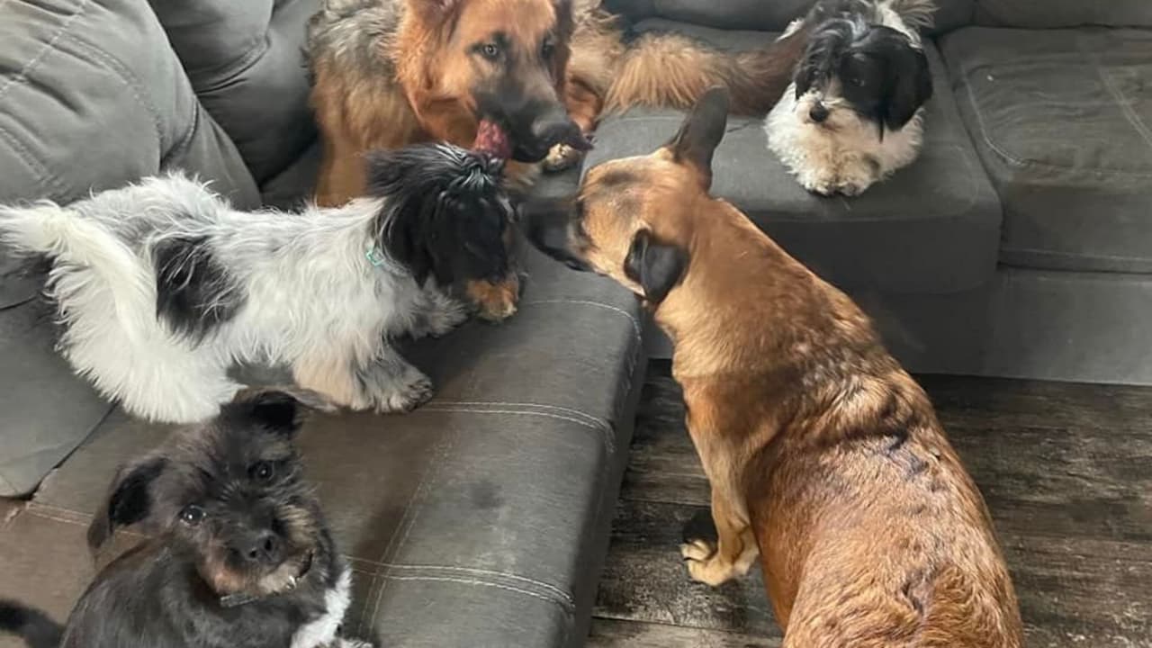 Estos cuatro perritos son "la gran familia perruna" de Brenda Soraya, por lo visto se llevan muy bien.