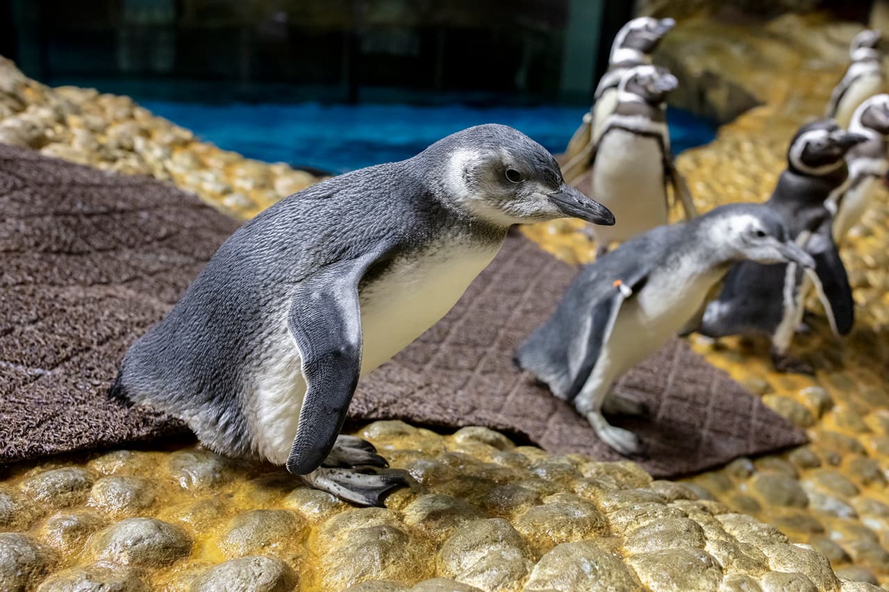 Otras opciones de nombres incluyeron Rosie y Reina, Sara y Solís o Loma y Lively, también derivadas de áreas dentro del rango sur de la especie.