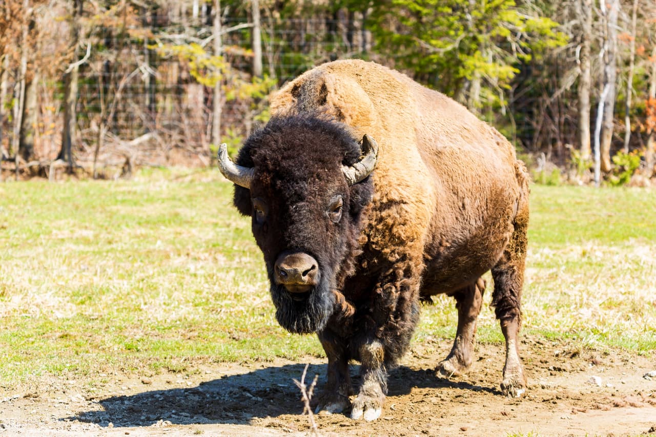 <h3 class="cms-H3-H3">Bisonte estepario</h3>
<br>
<br>Estos mamíferos gigantes se extinguieron hace unos 10,000 años en suelo británico. Ahora, diversos ambientalistas están lanzando un proyecto para traer de vuelta a su pariente cercano: el bisonte estepario. 
<b>Esta previsto que la primera manada de esta especie -que ha estado desarrollándose en cautivero- sea reintroducida en los bosques de cercanos a Canterbury en 2022. </b>
