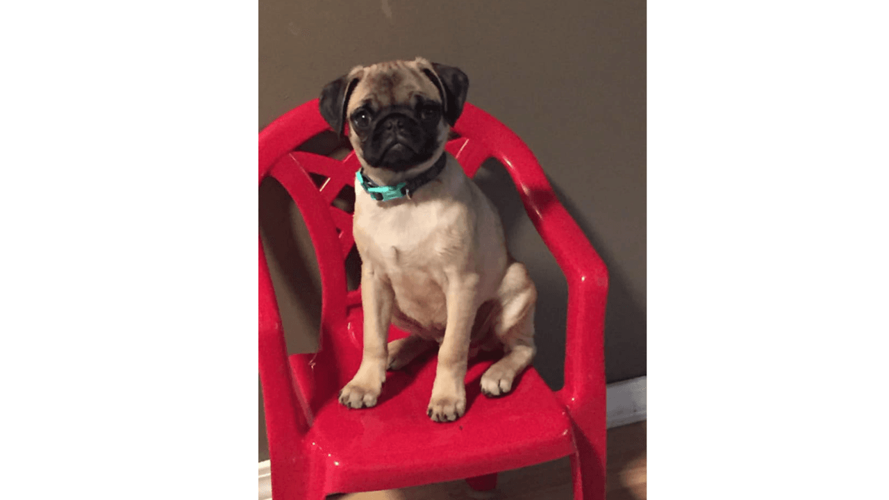 "Mi niño travieso lo queremos mucho y lo amamos a nuestro perrito, Geo".