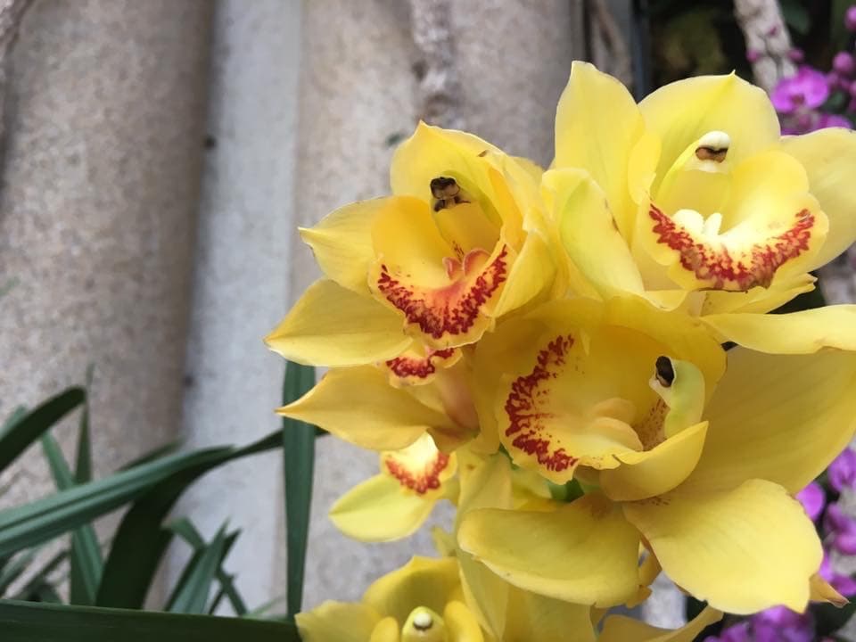 Los perfumistas analizan con frecuencia el aroma de las orquídeas para identificar posibles fragancias químicas.
<br>