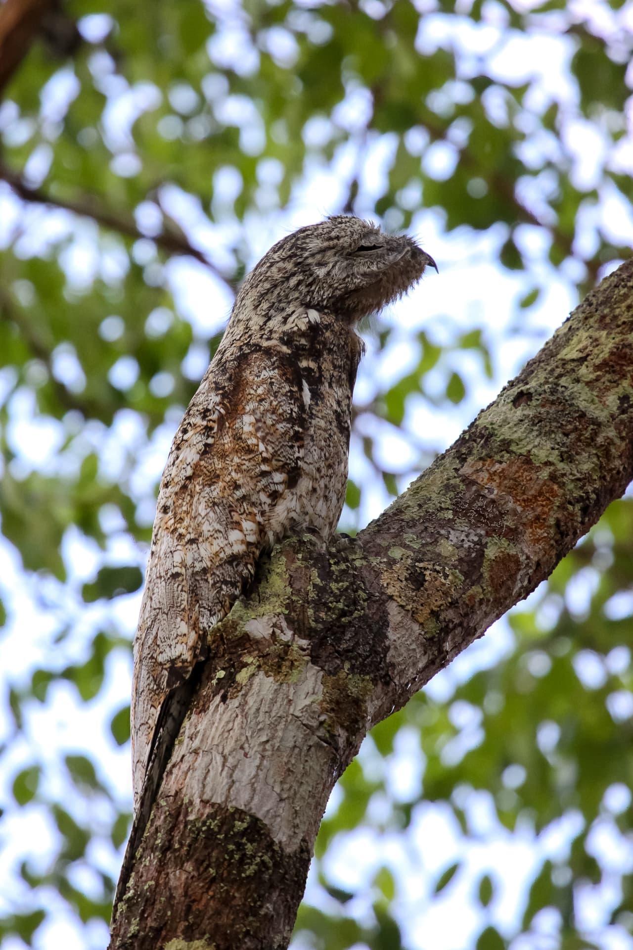 El podargo castaño (
<i>Podargus strigoides</i>) es comunmente confundido con un buho pero no lo es. Esta ave australiana se esconde, gracias a su plumaje pero tambien su postura, haciéndose pasar por extenciones de troncos de los árboles. Este tipo de ave nocturna generalemente se camufla de día para evadir sus depredadores de noche es con su vuelo silencioso que esconden su presencia de sus presas.