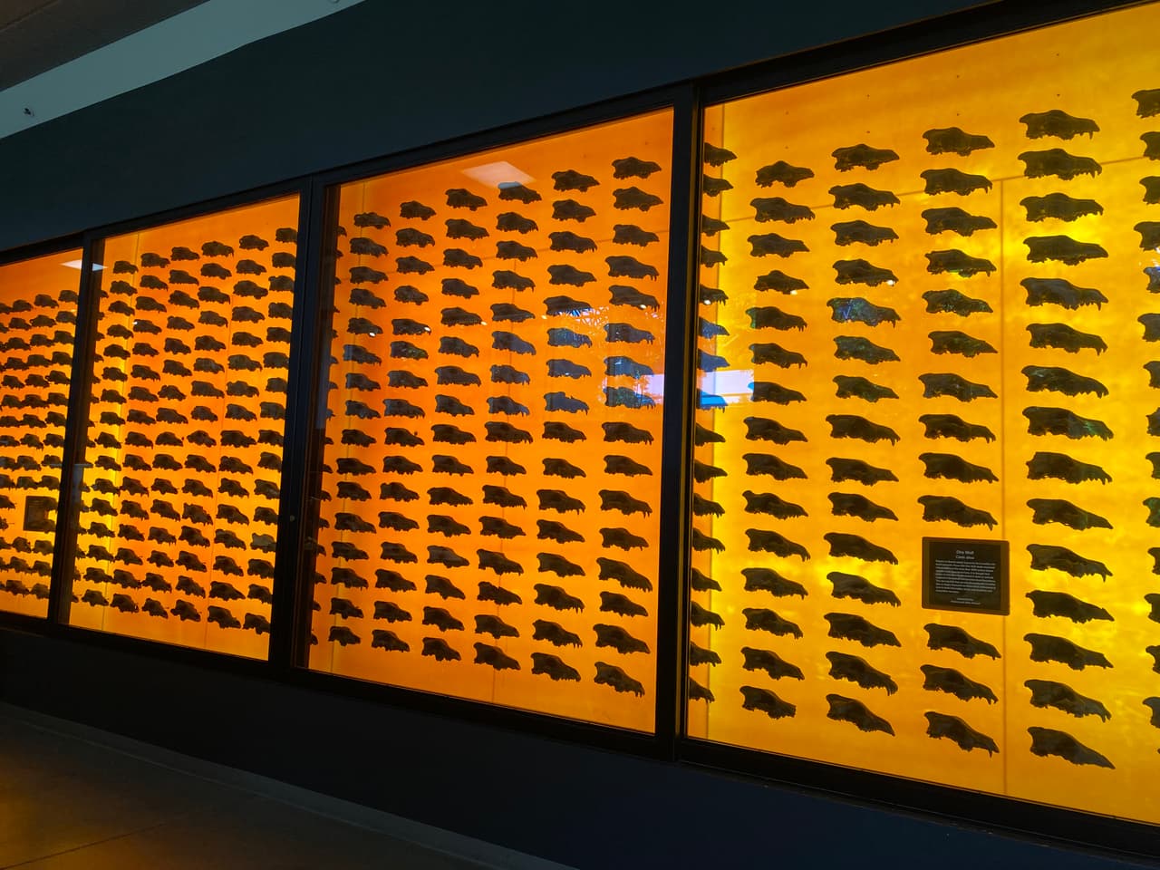 Una pared con más de 400 fósiles de lobos, demuestran la gran población que había de la especie en la ciudad.