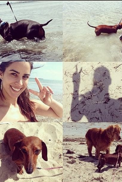Sus encantadoras mascotas fueron por primera vez a la playa y estuvieron fascinados.