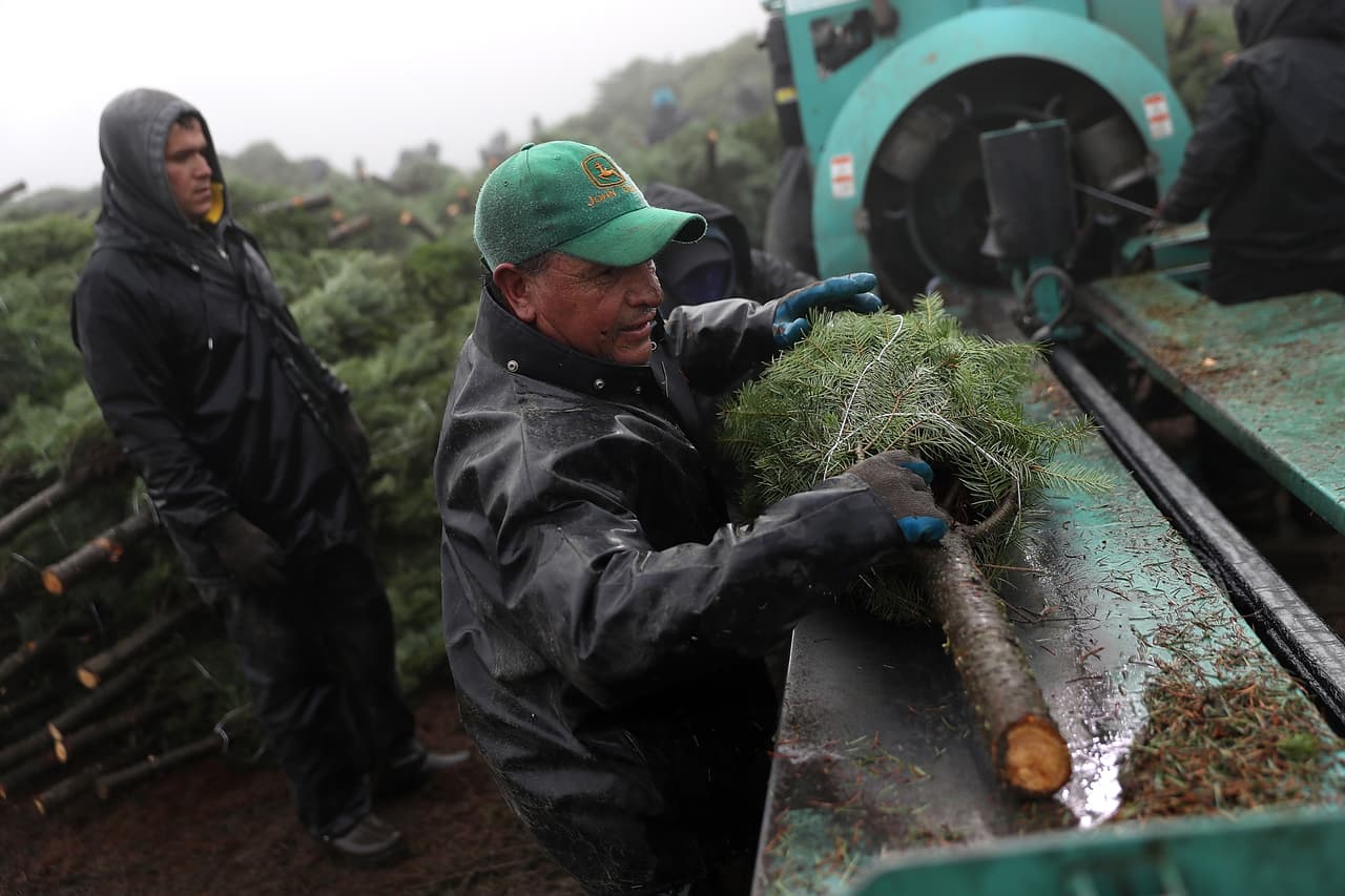 La granja Holiday Tree Farms distribuye sus árboles a la mayoría de los estados del país, incluido Hawaii. También envía árboles a México, Centroamérica, Guam en el Pacífico u otros lugares en Asia.