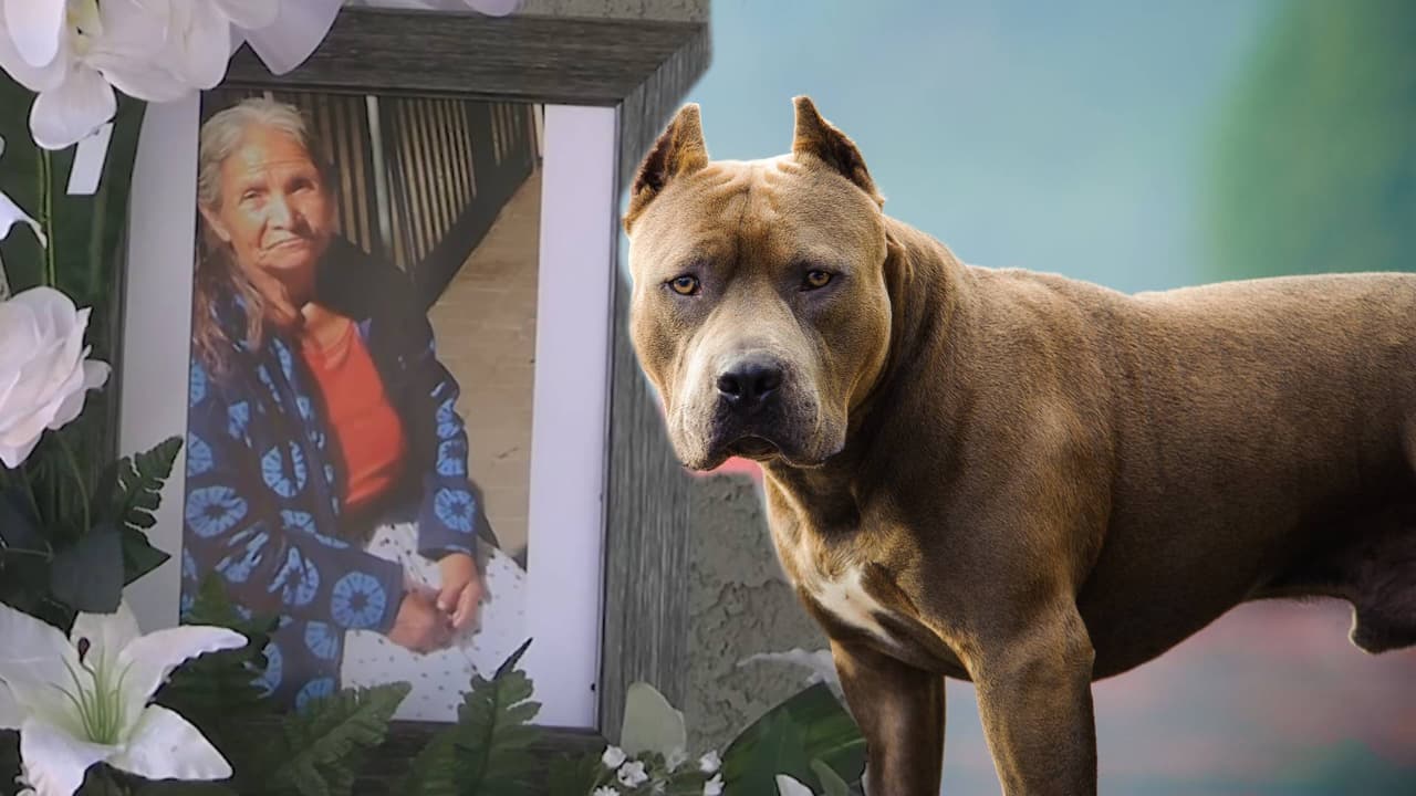 Qué hacer ante el ataque de un perro si vivo en el condado Maricopa