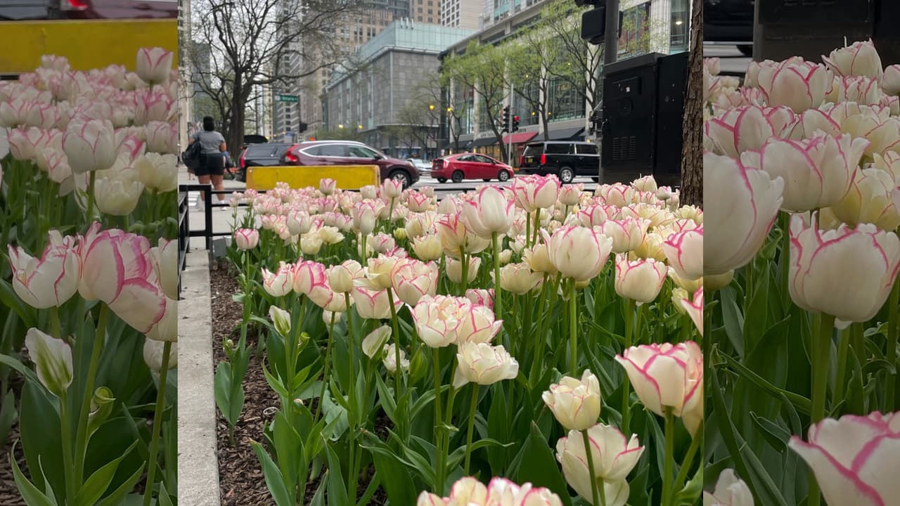 Todos los años 100 mil tulipanes traidos desde Holanda adornan las calles de la ciudad de los vientos. Estas flores florecen cada primavera a mediados de abril y mayo pero este año la temporada empezó más tarde de lo normal debido a las bajas temperaturas que se experimentaron durante la primavera.