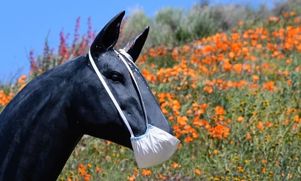 A face mask covers the mouth of a statue of a horse near poppy fields near the Antelope Valley California Poppy Reserve on April 16, 2020 in Lancaster, California where the annual spring bloom is underway. - This year's bloom is being live-streamed as park grounds remain closed since late March due to the coronavirus pandemic. (Photo by Frederic J. BROWN / AFP) (Photo by FREDERIC J. BROWN/AFP via Getty Images)