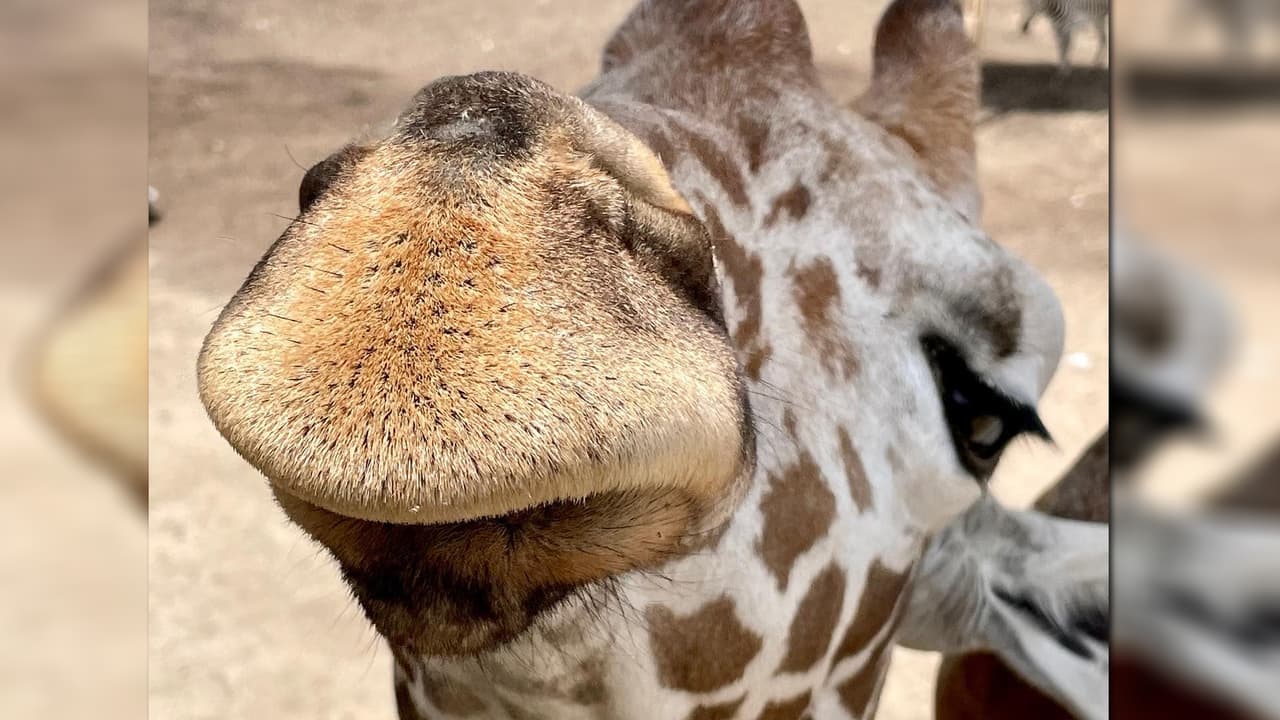 Stephanie, la mamá de Reyna fue mantenida en estrecha observación y bajo cuidados prenatales veterinarios durante los 15 meses de embarazo.