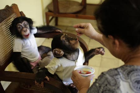 Cuban biologist Marta Llanes, 62, feeds jelly to one- year-old Anumá and as his half-sister Ada waits her turn. Llanes has raised the sibling chimps in her 5th floor Havana apartment since birth. February 27, 2017.