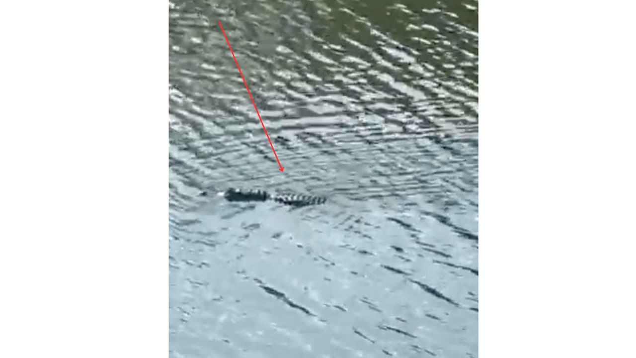 El
<b>caimán se le ha visto nadando por las aguas de día</b>, pero las autoridades advierten que
<b>es peligroso nadar de noche por este arroyo</b>, ya que es cuando el animal se mueve más por la zona.