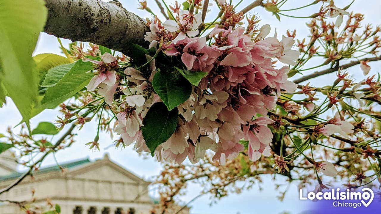Llegó la temporada de Cherry Blossoms a Chicago. Conoce dónde y cuándo podrás verlos florecidos en la ciudad