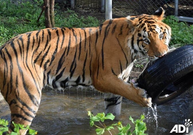 Los rescatistas fueron también abusados verbalmente por trabajadores del circo, los intimidaron y les robaron sus herramientas.