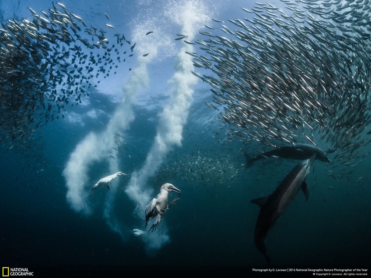 La gran foto de naturaleza ganadora del 2016: cientos de sardinas siendo devoradas por delfines y pájaros a lo largo de la costa de Sudáfrica captadas por el fotógrafo G. Lecoeur.