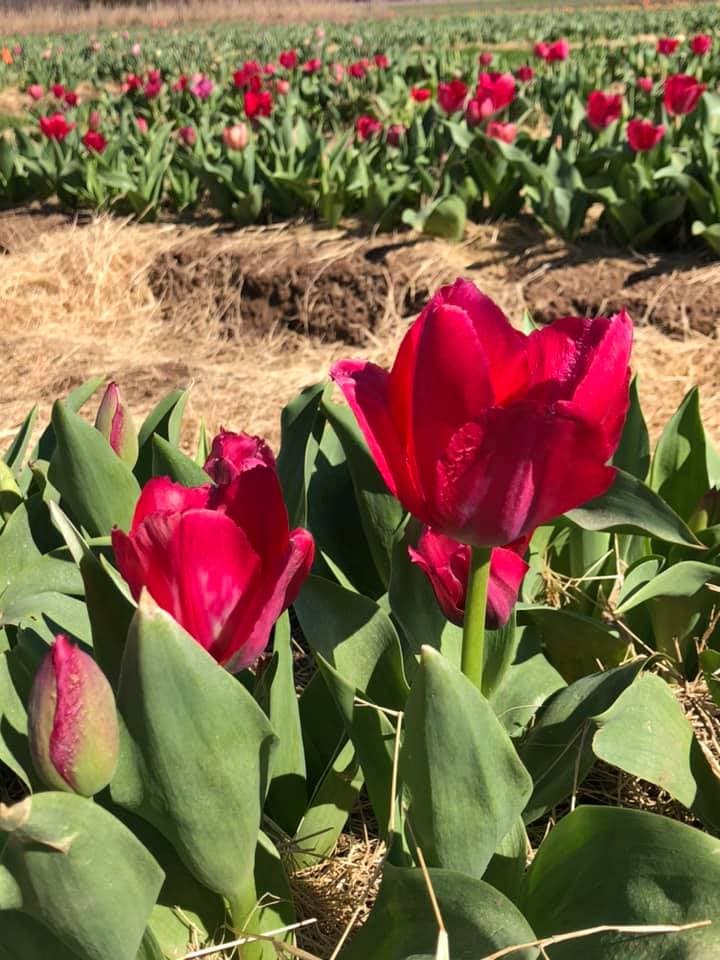 La finca se caracteriza por tener senderos y jardínes, durante el otoño también realizan actividades para el recogido de flores.