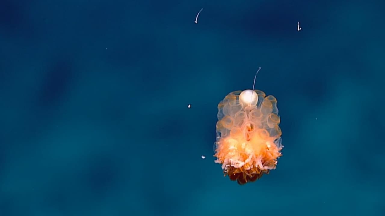 Profundidades marinas en las que la presión equivale a mil elefantes sentados sobre un taxi