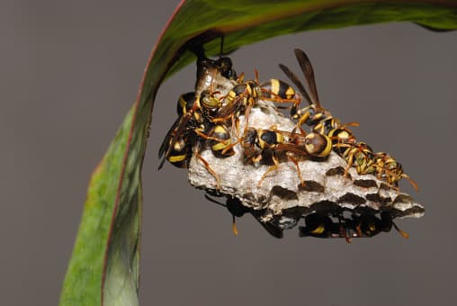 Es importante tratar una colmena de avispas lo antes posible. Para evitar el riesgo de dolorosas picaduras de avispa (y posibles reacciones alérgicas), expertos recomiendan no tocar la colmena y llamar a profesionales para que se encarguen.
