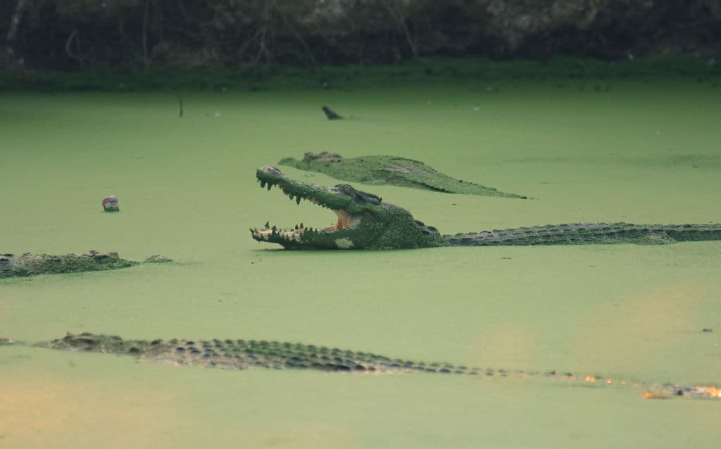 Trágicamente, resulta que el agua estaba infestada por cocodrilos e hipopótamos. Cuando se dieron cuenta, todos por supuesto huyeron a la orilla, pero de los 16 jugadores, uno no sobrevivió. No se sabe si se ahogó o se lo comieron...