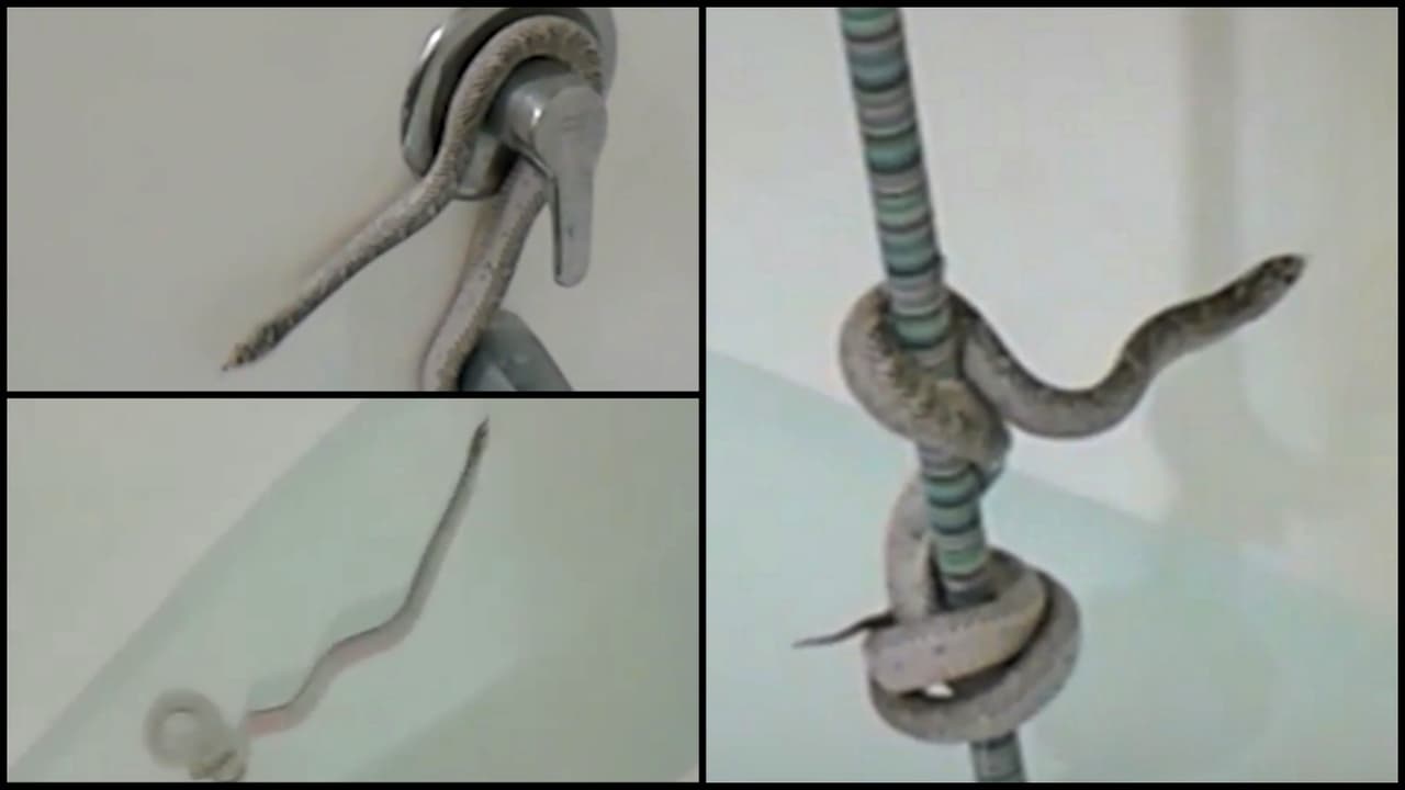 Una extraña culebra de 4 pies de largo sorprende a un hombre en la tina del baño