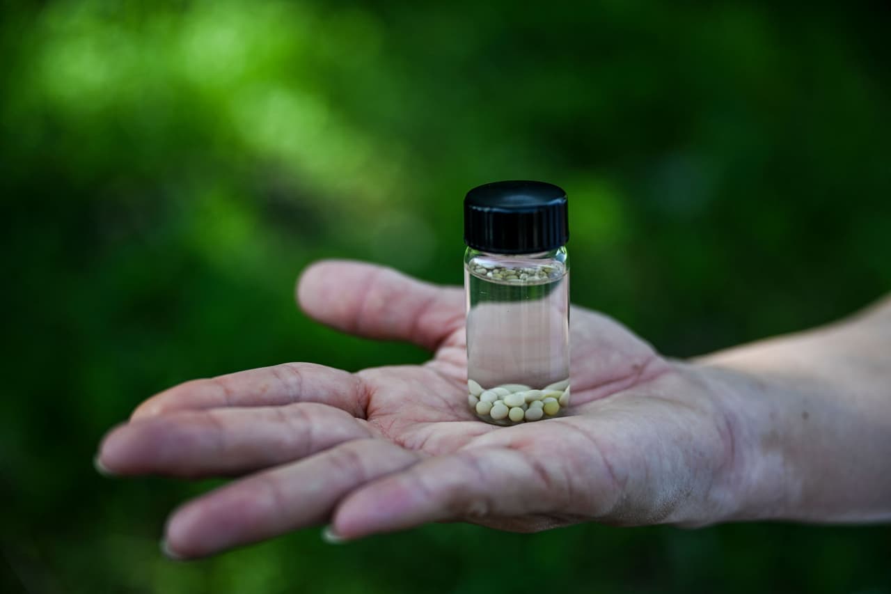 <b>Ese parásito, detectado en ejemplares hallados en Florida, entra en los pulmones de las ratas cuando estas se comen los caracoles, y desde ahí se dispersa. Si un humano ingiere por error uno de esos gusanos, este suele ir hacia el tronco cerebral y es ahí donde puede causar meningitis. </b>En la foto, un fraco con huevos del caracol africano gigante.
<br>
<br>La meningitis, explica la Clínica Mayo, es "una inflamación del líquido y las membranas (meninges) que rodean el cerebro y la médula espinal. Esta generalmente desencadena signos y síntomas como dolor de cabeza, fiebre y rigidez en el cuello". 
<b>Si no es tratada, puede ser potencialmente mortal. </b>
<br>