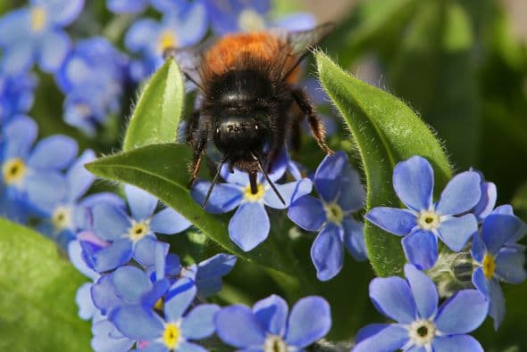 Se calcula que la tercera parte de los alimentos son polinizados por insectos, fundamentalmente abejas.
