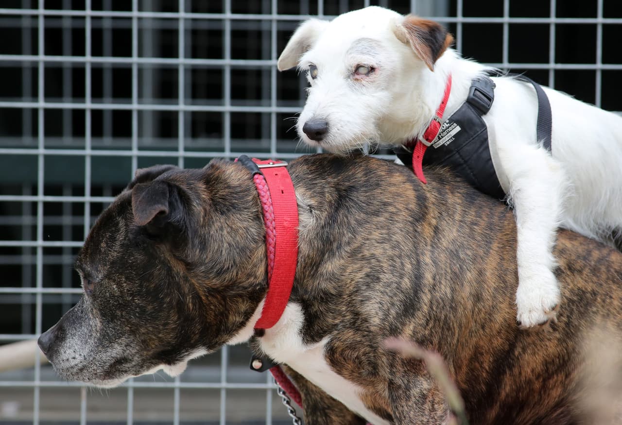 Un encantador Jack Russell está completamente ciego.
