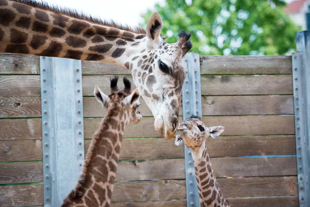 Crece la familia de jirafas del Zoológico de Houston
