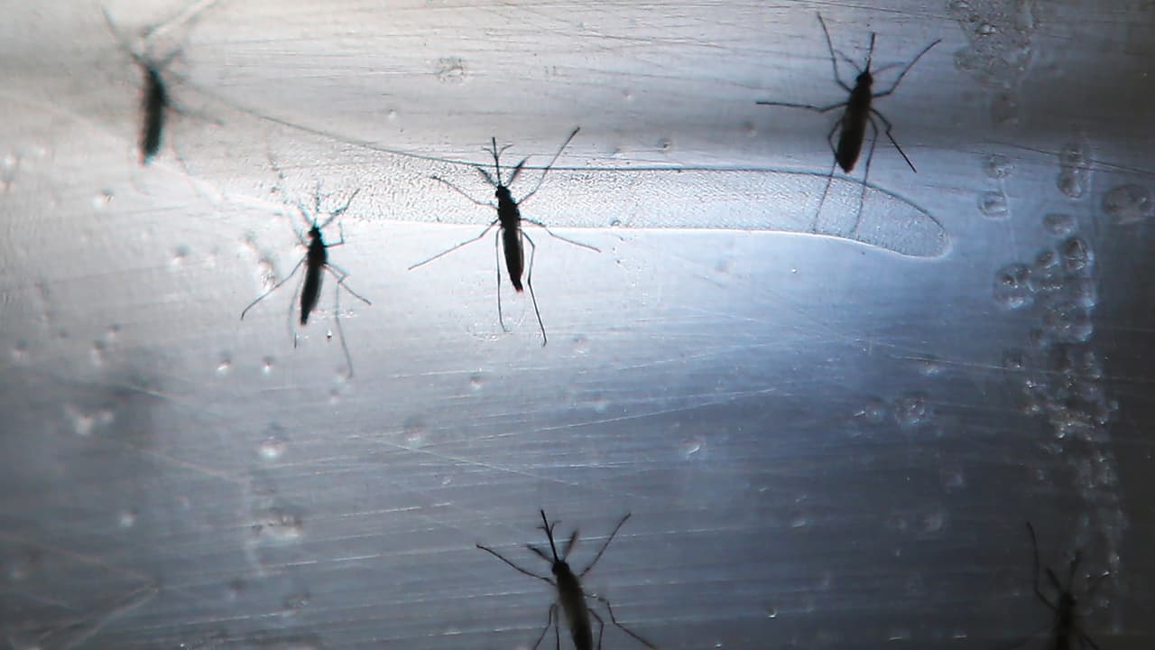 Liberan a mosquitos infectados con bacterias en los Cayos de Florida para combatir a los transmisores de zika