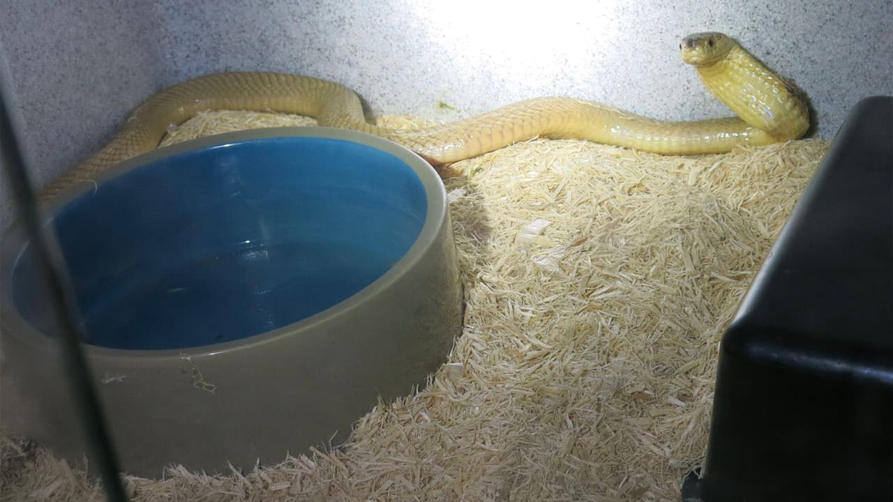 Se tratan de dos cobras y una cascabel que estaban en presunto estado de abandono, según indicaron las autoridades en 
<a href="https://www.facebook.com/TheOfficeofConstableTedHeap.HCCOPCT5/photos/pcb.1757337231072188/1757298731076038/?type=3&theater" target="_blank">Facebook</a>.