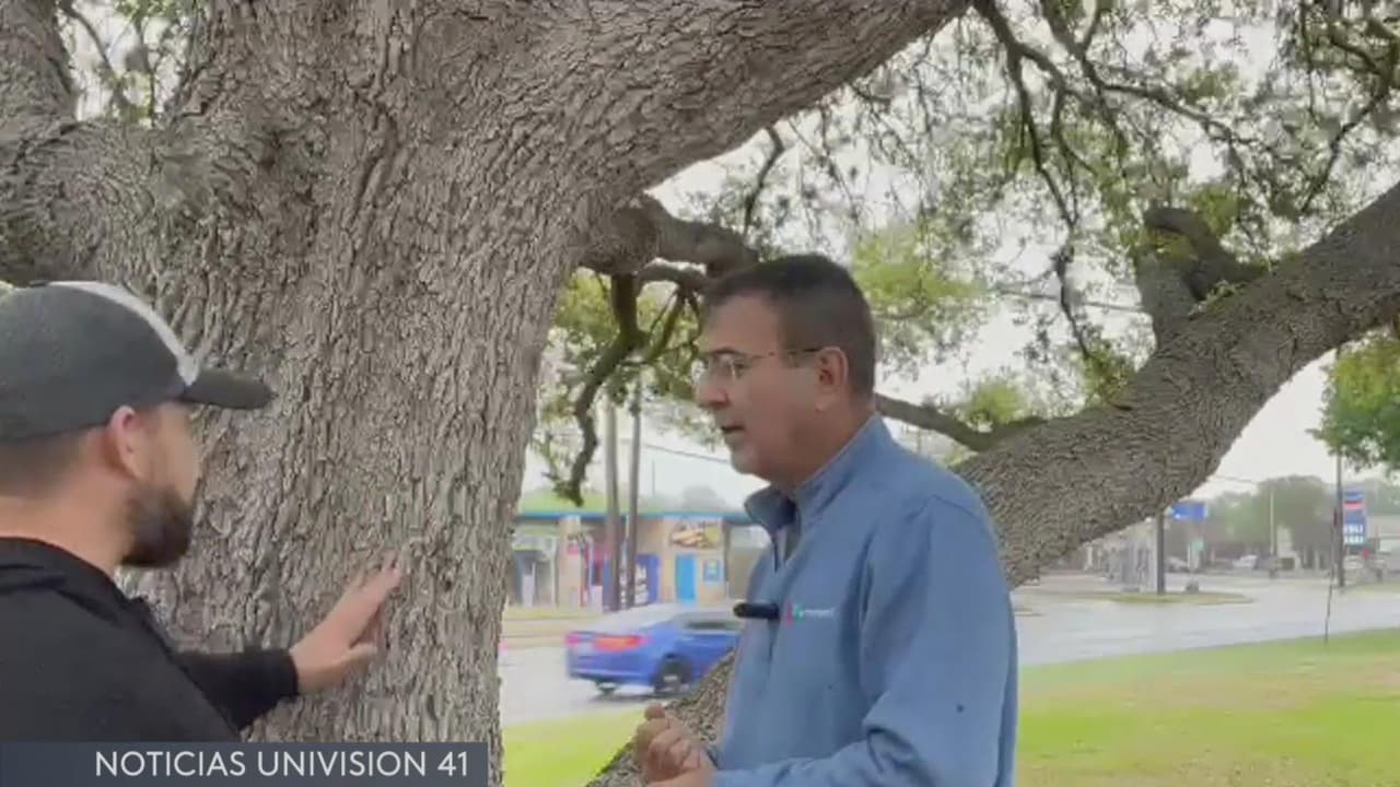 Señales de alerta que podrían indicar que un árbol está seco por dentro o en mal estado
