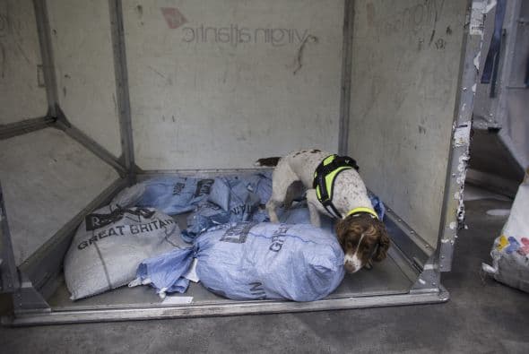 Algunos perros ideales que cumplen con la mayoría de estas características son los Cocker Spaniel, quienes son cazadores de nacimiento y originarios de Gales.