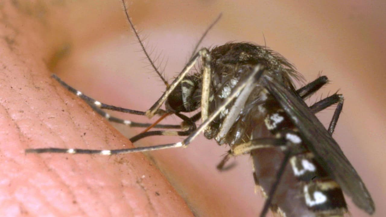 Reportan primer caso en humanos del Virus del Nilo en Tarrant