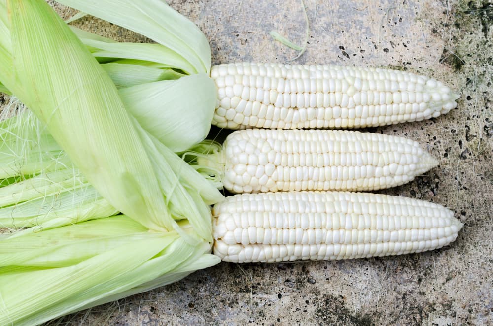 Otras propiedades medicinales no tan conocidas tienen que ver con los 'pelos' del elote, también conocidas como las 'barbas' del maíz. Si las hervimos y hacemos un té con ellas tienen muchos beneficios para el organismo, ya que ayudar a eliminar muchas toxinas de nuestro organismo.