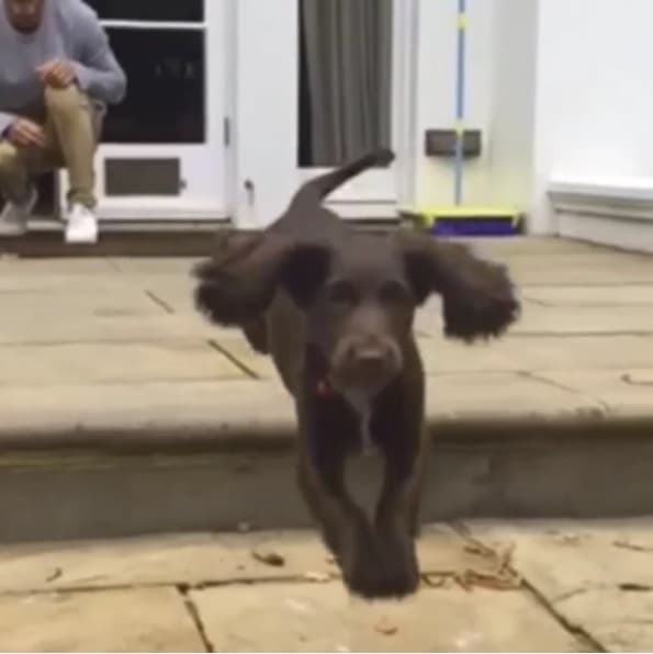 Olive se une a Coco y Scarlet, los bulldogs que David y Victoria aman.