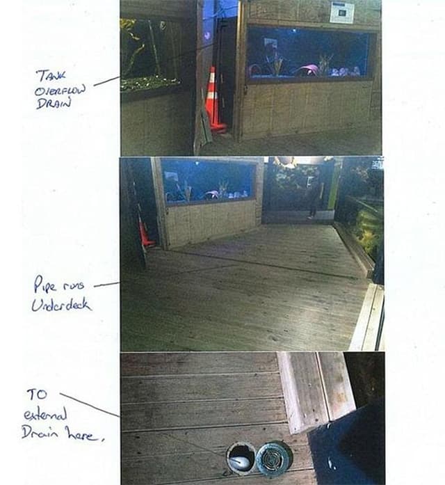 Pulpo de acuario escapa ¡al mar!