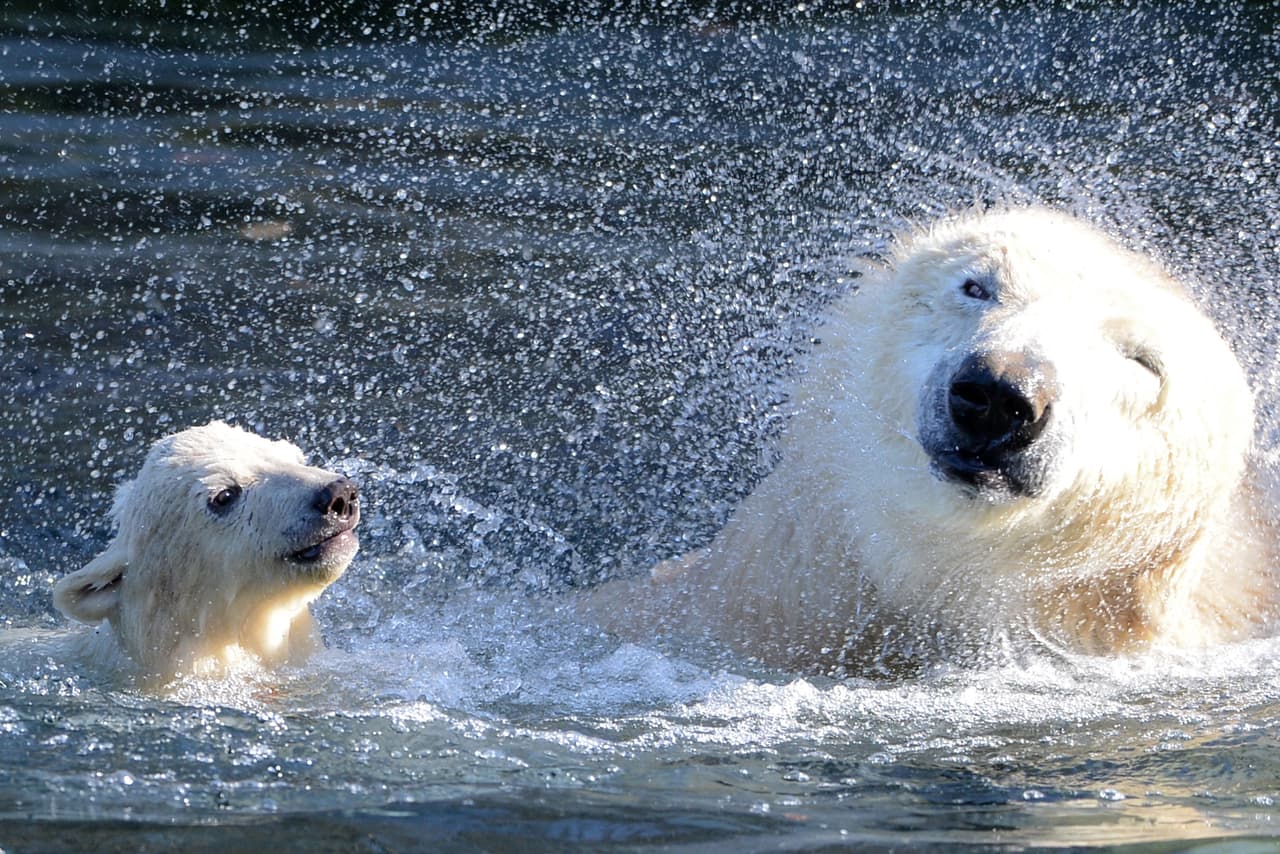 Se los considera mamíferos marinos ya que pasan gran parte de su tiempo sobre el hielo ártico y nadando en el océano.