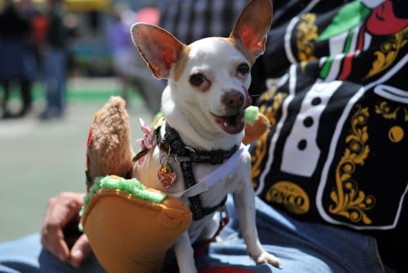 Decenas de perritos se disfrazaron y personificaron en tradicionales vestimentas para festejar el 5 de Mayo.