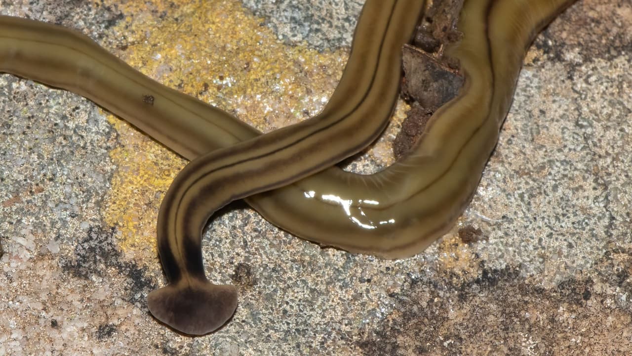 <h3 class="cms-H3-H3">Cómo prevenir su presencia </h3>
<br>Mantén el jardín limpio y con buena ventilación. 
<br>Reduce la humedad en zonas con sombra. 
<br>Revisa debajo de macetas, piedras y maderas húmedas.