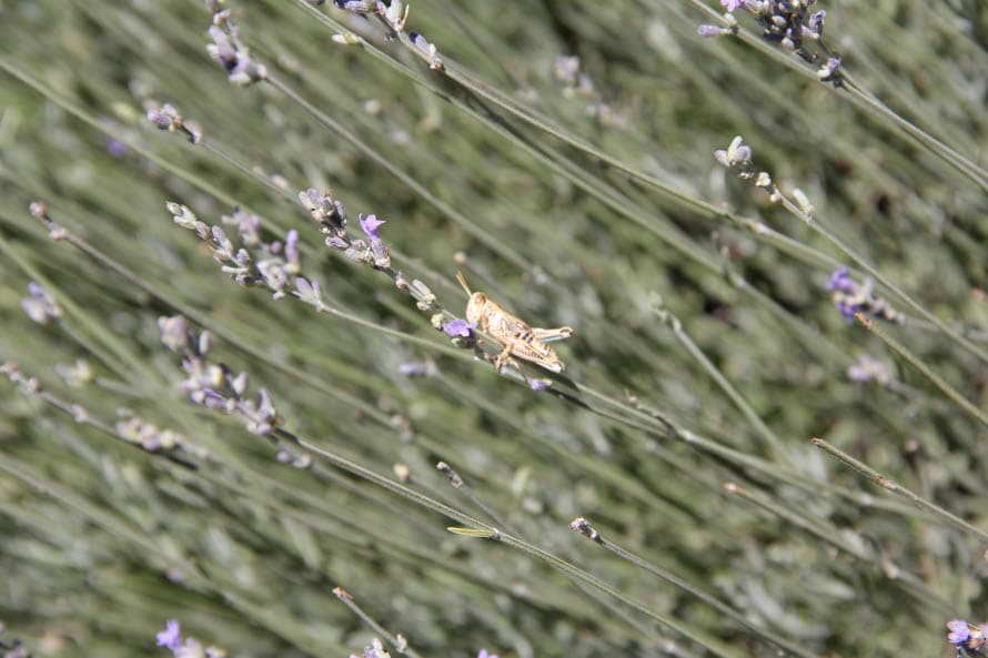 Claro que las abejas y los abejorros no son los únicos que viven en los campos de la lavanda, los grillos y las mariposas también te acompañarán en el paseo.