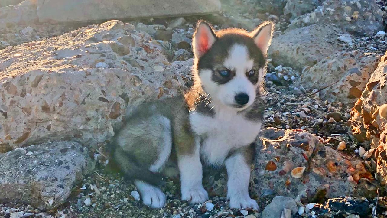 Si tienes una mascota, este sitio es ideal para que tengan un día diferente cerca del mar.