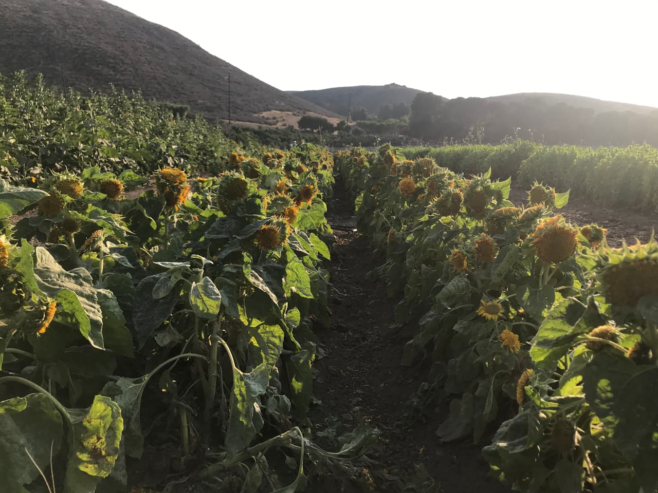 Girasoles de colores naranjas, amarillos y rojos, para grandes y chicos.