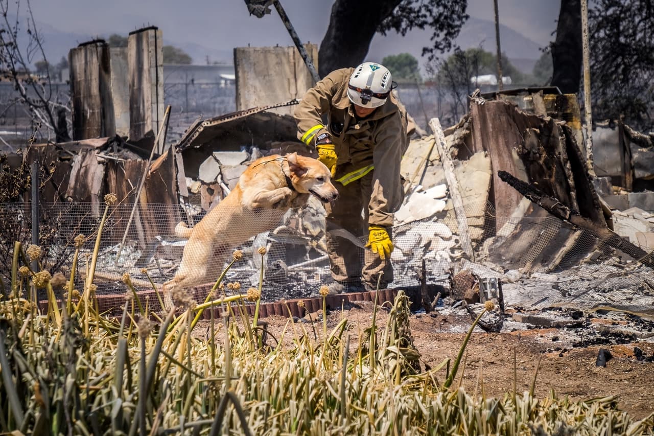 Los bomberos utilizan un perro adiestrado para detectar cadáveres.