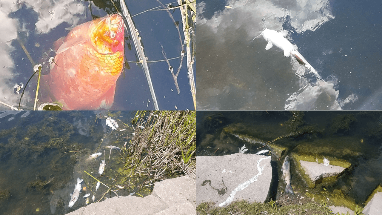 Preocupación por el hallazgo de cientos de peces muertos en la laguna de McKinley Park