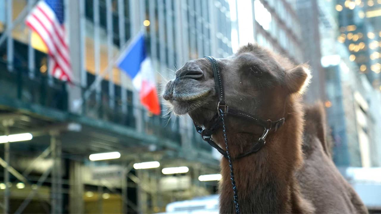 ¿Qué hace un camello en pleno corazón de Manhattan? Te contamos
