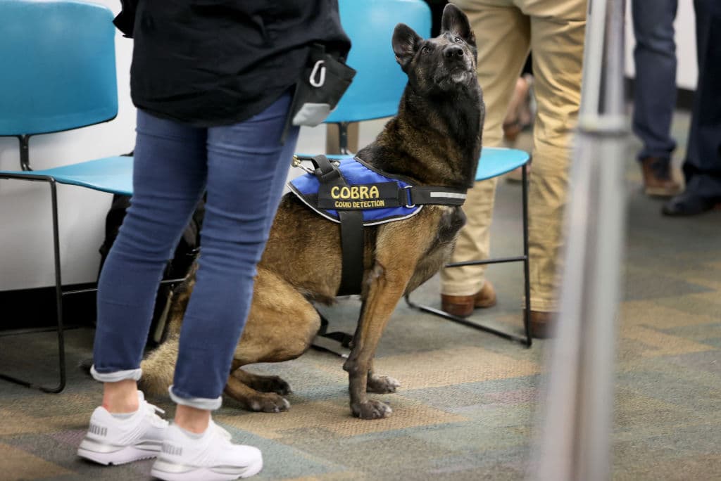 OneBetta y Cobra (en la imagen) 
<b>ya han tenido alertas positivas durante el ejercicio con empleados</b>. Al momento de detectar a la persona, el personal le solicita que se someta a una prueba rápida de covid-19 para confirmarlo.