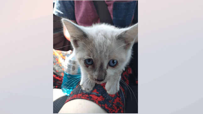Gatito lanzado desde un auto en movimiento en el puente Neuse en Raleigh