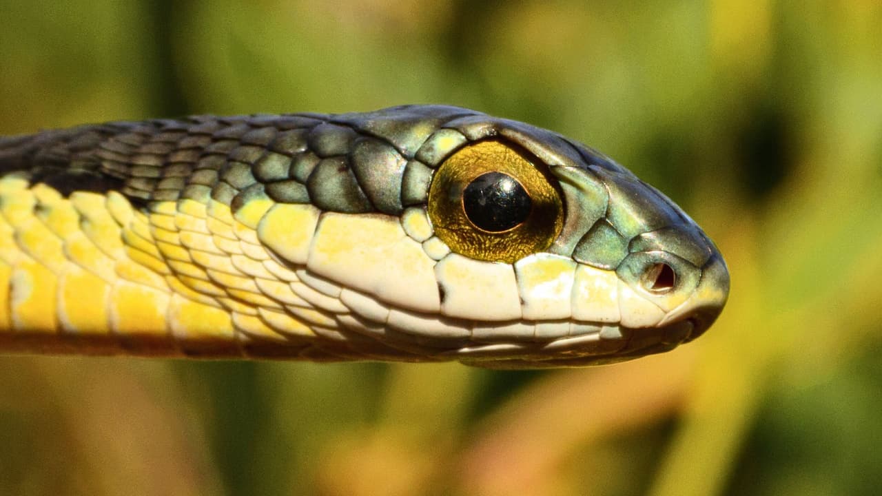 <h3 class="cms-H3-H3">📅 ¿Cuándo empieza y cuándo termina? </h3>
<br>La temporada de serpientes en Texas
<b>comienza cuando suben las temperaturas</b>, y puede durar hasta octubre o noviembre, según el estado del tiempo. Salen de sus escondites y algunas empiezan a poner huevos.