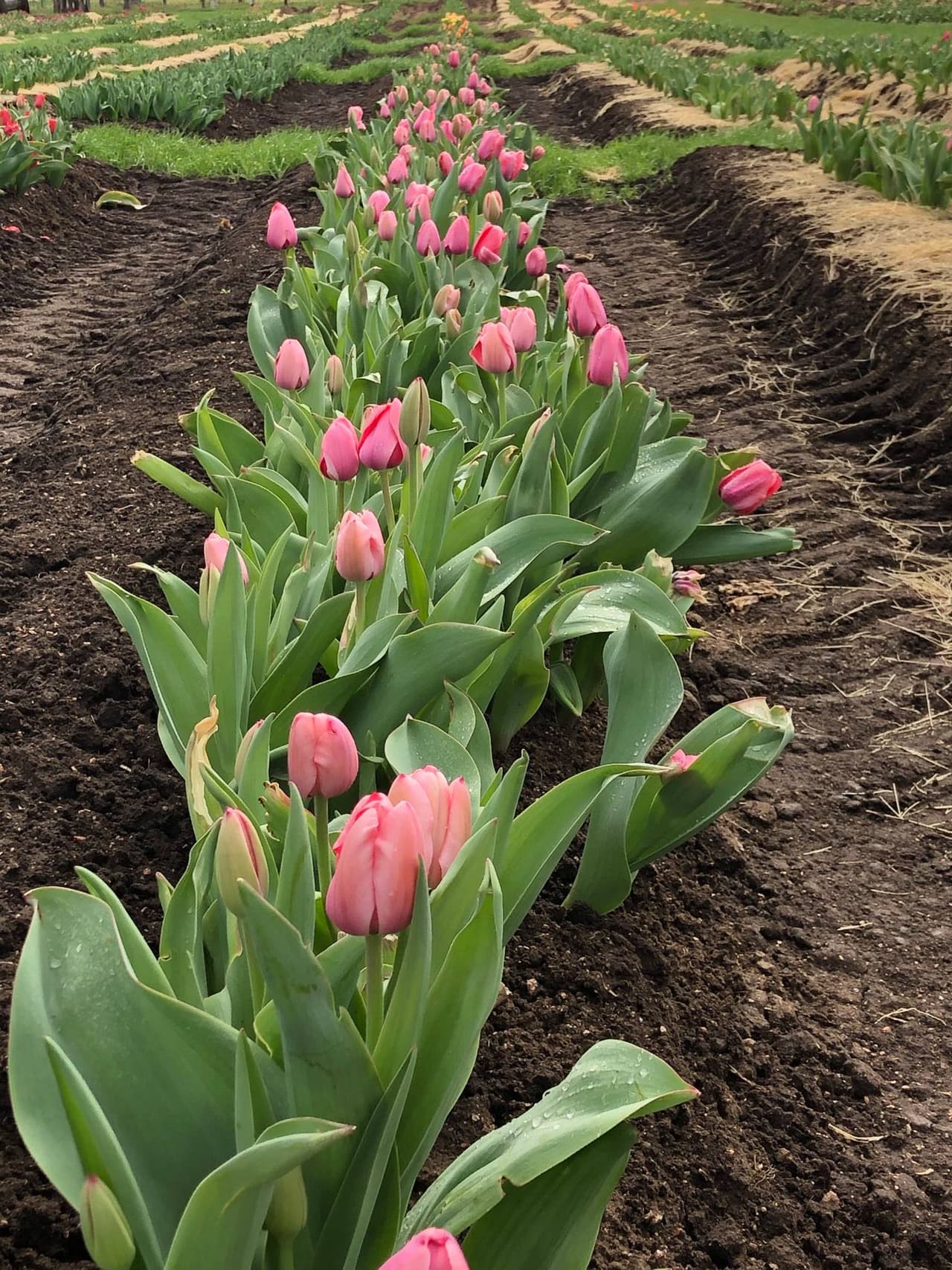 La finca anunció que luego que termine la temporada de tulipanes, inicia la temporada de recogido de fresas en el área.