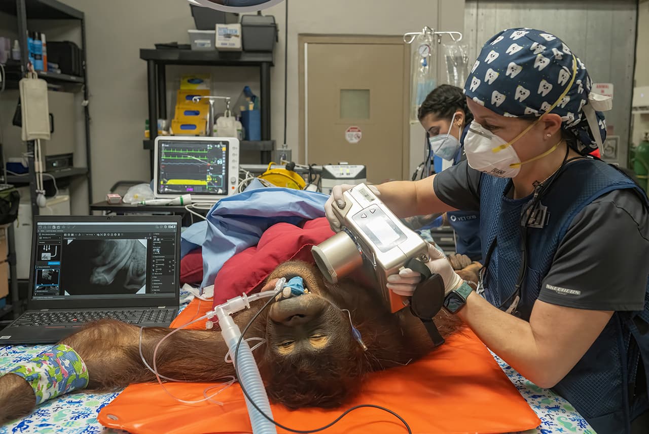 La dentista veterinaria Jamie Berning toma una radiografía dental de un orangután.