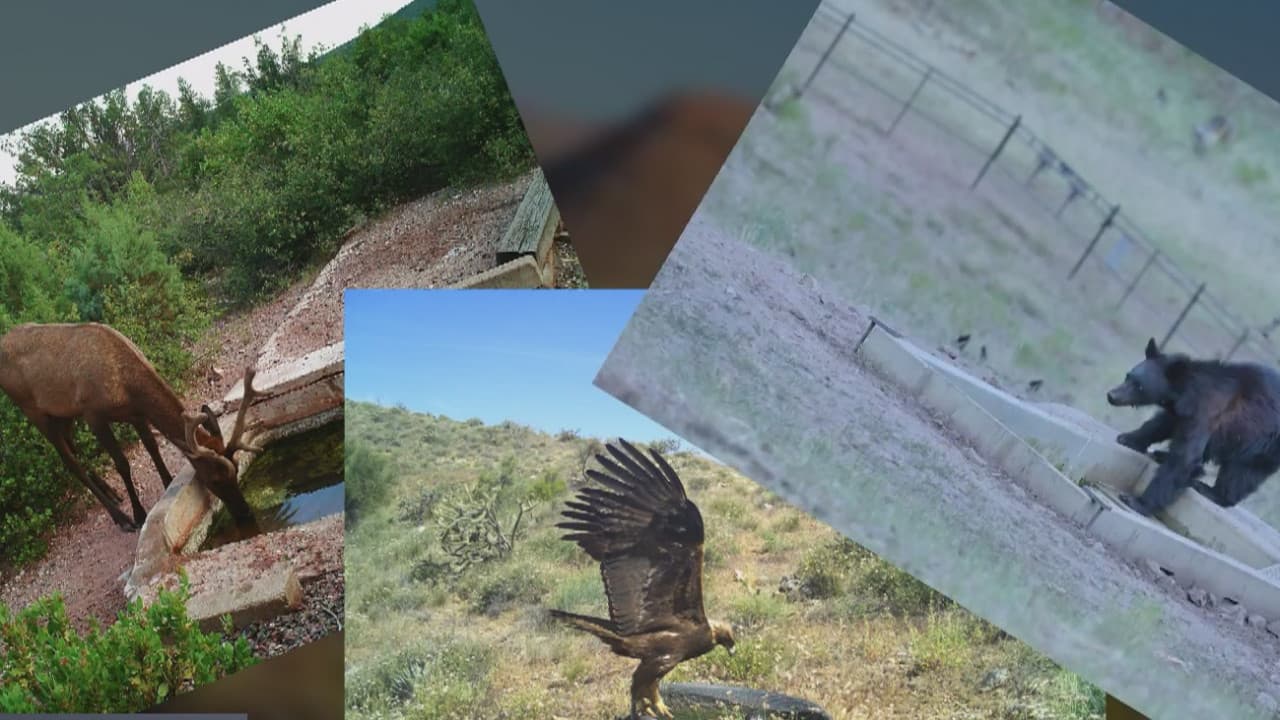 Falta de lluvia y temperaturas intensas afectan a las especies nativas de Arizona